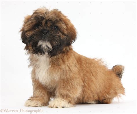 Shih Tzu Black And White And Brown