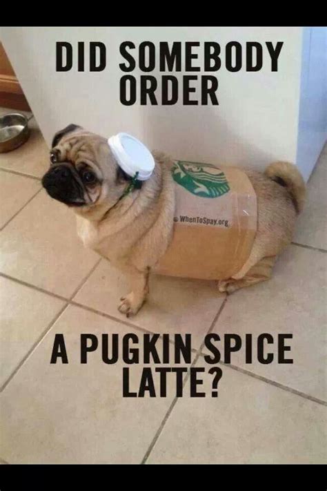 Pugkin Latte Pugs Funny Funny Dog Memes Dog Puns