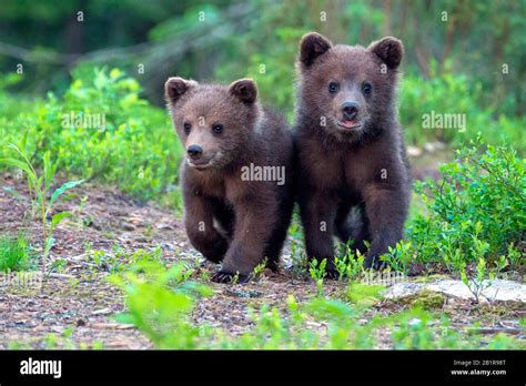 European Brown Bear Ursus Arctos Arctos Two Bear Cubs Ranging