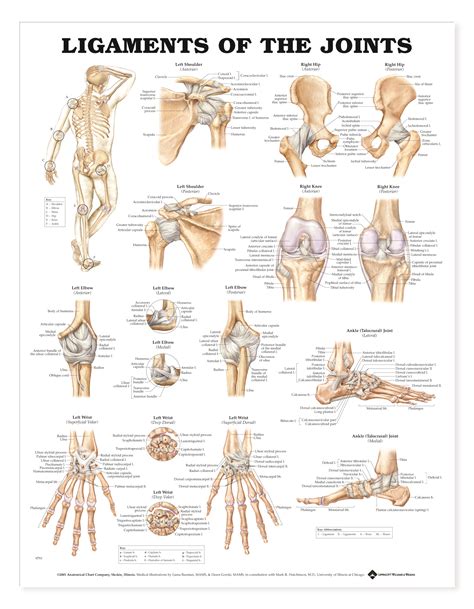 Ligaments Of The Joints Charts 2432