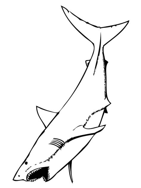 Ausmalbilder: Ausmalbilder: Weißer Hai zum ausdrucken, kostenlos, für
