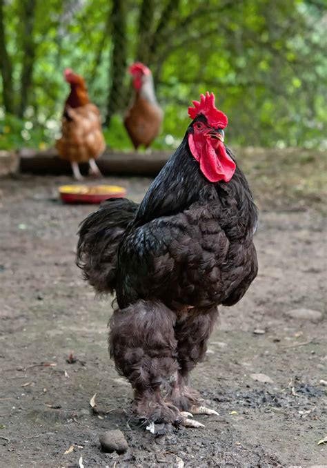 The Largest Chicken Breeds 12 Huge Chickens Mranimal Farm