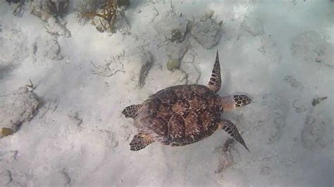 Hawksbill Sea Turtle Youtube