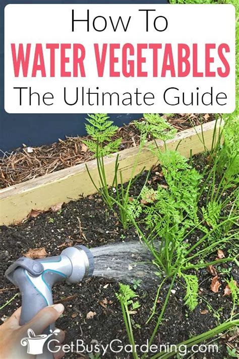 How Do You Water Vegetables Sounds Like Such A Simple Question But