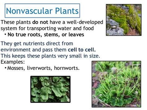 Explain The Differences Between Vascular And Nonvascular Plants