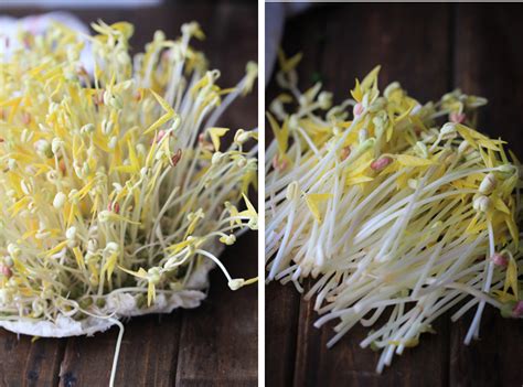 Whole cooked mung beans are generally prepared from dried beans by boiling until they are soft. Mung Bean Sprouts (How to Sprout Mung Bean at home and ...