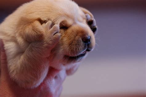 The 15 Funny Faces Of Puppies By Lorenzo Huerta Ruben