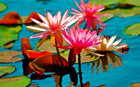 English garden flowers raleigh nc. Lily Pads in Duke Gardens : Raleigh, NC | Lily pads ...