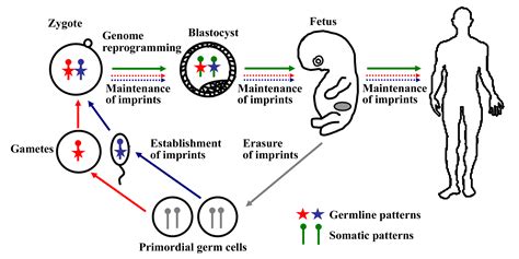 Epigenetic Genome Reprogramming Developmental Origins Of Health And
