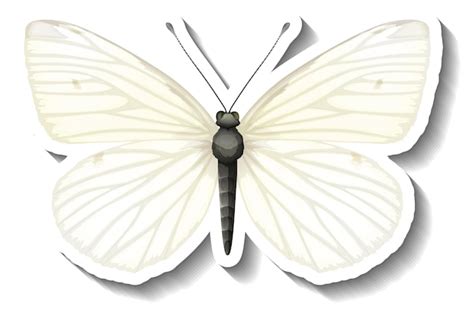 Images de Papillon Fond Blanc Téléchargement gratuit sur Freepik