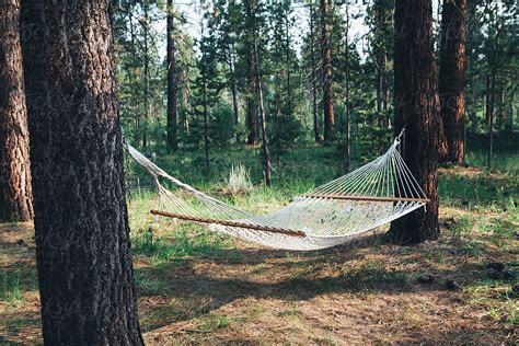 Hammock Hanging Between Two Large Pine Trees In Forest By Stocksy