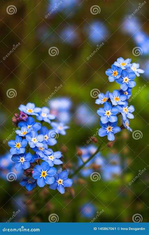 Macro Schoot Myosotis Forget Me Not Blue Flowers Spring Or Garden