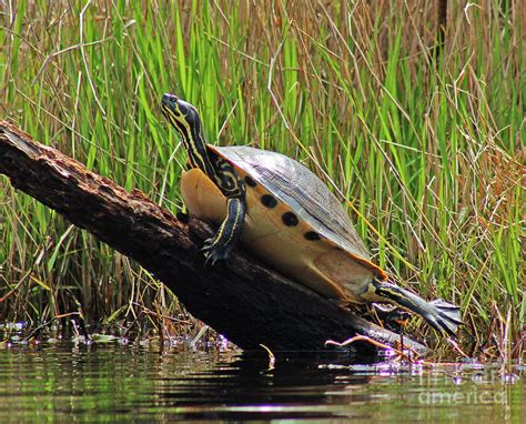 Yellow Bellied Slider Turtle Photograph By Maili Page Pixels