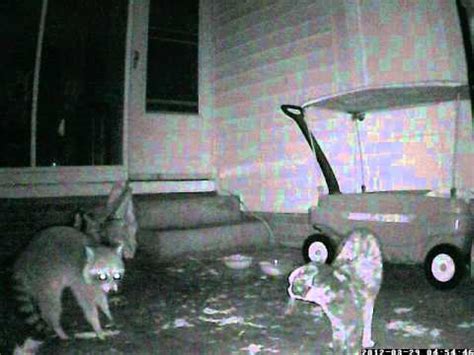 No, cats and raccoons do not typically get along. Cat vs. Raccoon - YouTube