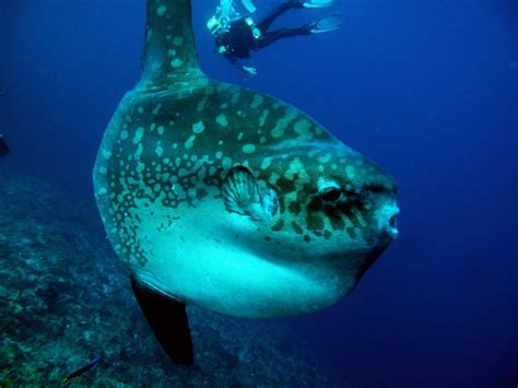 How to identify a pumpkinseed sunfish. What You Didn't Know About Mola Mola