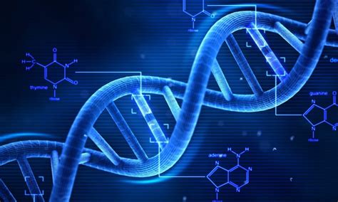 Longitud Del Adn ¿cuánto Mide El Adn Humano