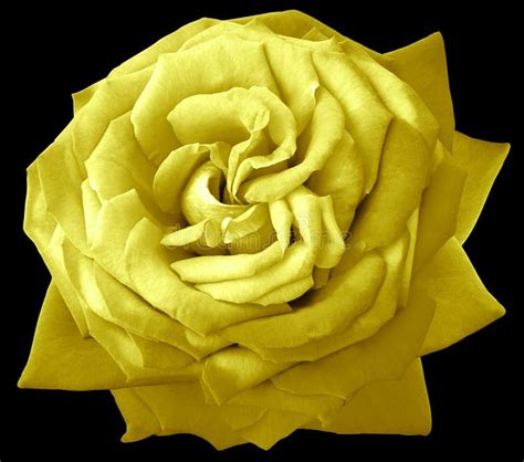Yellow Rose Flower On Black Isolated Background With Clipping Path
