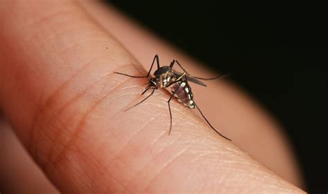 Nyamuk Morfologi Jenis Dan Siklus Hidupnya