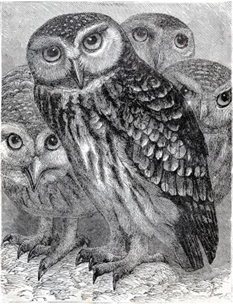 1236 x 1600 · jpeg. Vintage Download - Wonderful Owls - Printable - The ...