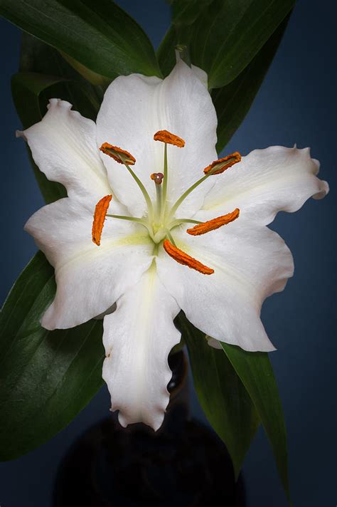 White Tiger Lily Flower Photograph By Kenneth Cole