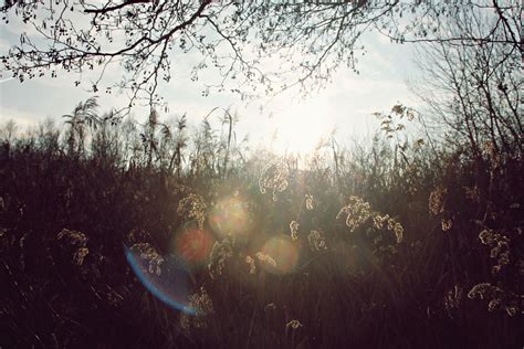 Wallpaper Sunlight Trees Forest Nature Reflection Grass Plants