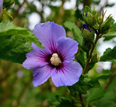 29 Rose Of Sharon Flower