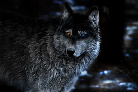 Download any/all unsplash images for free. 1920x1080 Wolf Heterochromia Fantasy Laptop Full HD 1080P ...