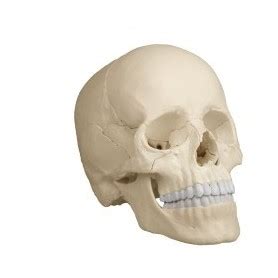 Achat crâne anatomique au meilleurs prix livraison en 24 à ...