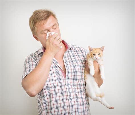 Tienes Alergia A Los Gatos Trucos Que Funcionan Consumer