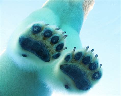 Funny Wildlife Funnywildlife Funkysafari A Polar Bears Paws