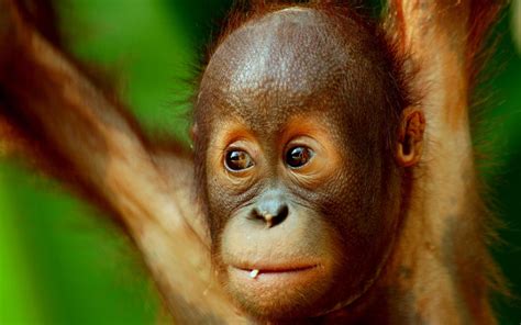 82 top new babies photos wallpapers , carefully selected images for you that start with n letter. 38+ Baby Orangutan Wallpaper on WallpaperSafari