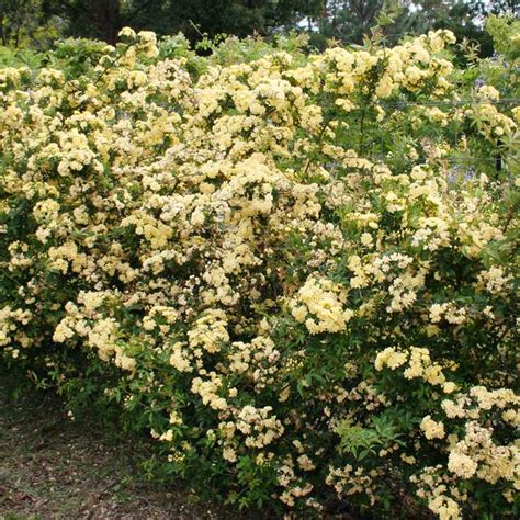 Rosa Banksiae Lutea Yellow Overland Nurseries