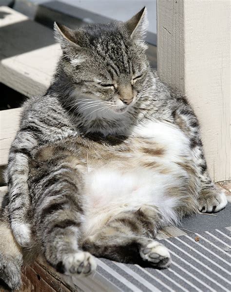 Snapshots Fat Cat