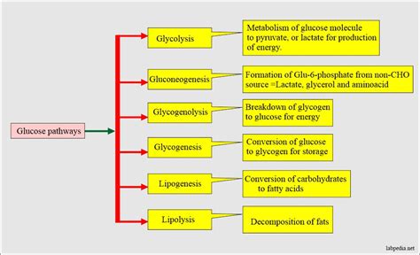 Diabetes Mellitus Carbohydrate And Glucose Metabolism