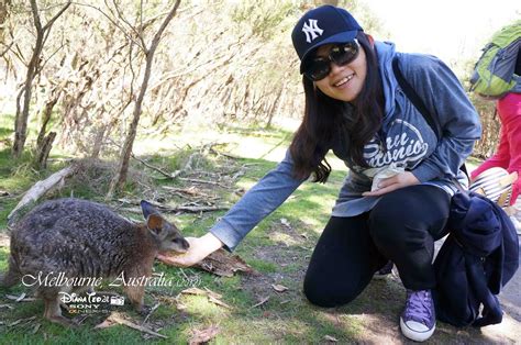 Our phillip island day tour is the ultimate for nature and wildlife in victoria! Melbourne, Australia Day 4: 1 Day Phillip Island Penguin ...