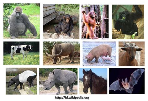Sycon, clathrina, euspongia, spongia 2. Contoh Ciri Jenis Hewan Bertulang Belakang Vertebrata ...