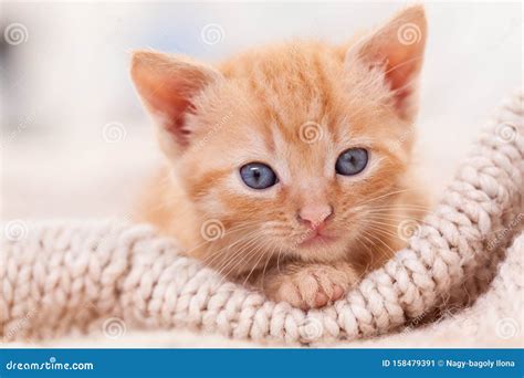 Cute Ginger Kitten Is Lying On White Background Royalty Free Stock