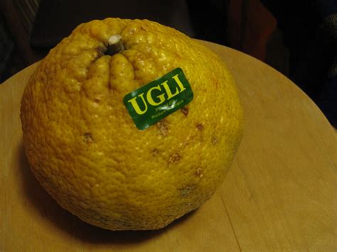Hand out printed role instructions, one each per group. what do vegans eat?: ugli fruit