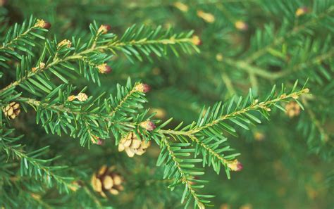 Western Hemlock Tree Species Forestry England