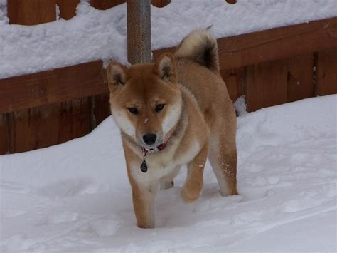 Ainu Dog Breed Information And Pictures