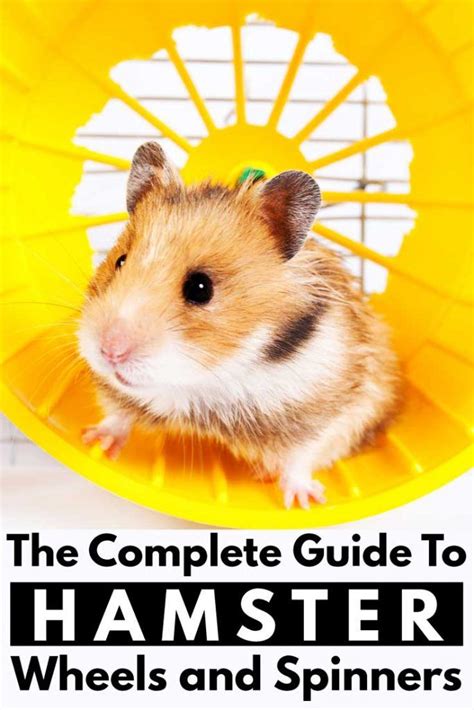 The Complete Guide To Hamster Wheels And Spinners With