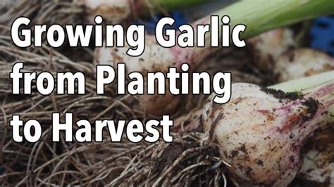 Garlic How To Plant Grow And Harvest Garlic Bulbs The Old Farmers