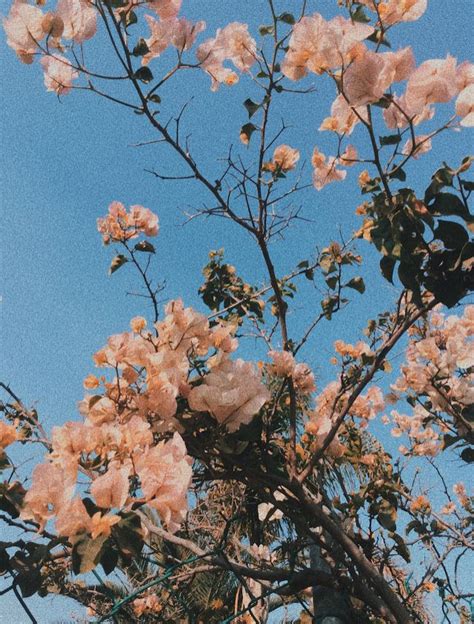 Pin By Juliana Kampa On Happiness ︎ Flower Aesthetic