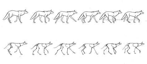 Animal Motion Walking Animation Wolf Walking Dog Animation