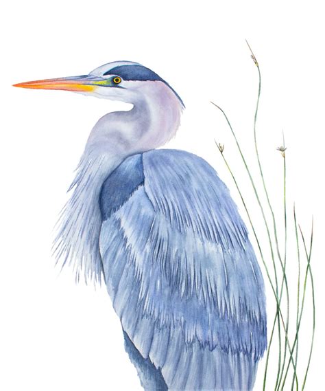 Watercolor Great Blue Heron Art Print Laura Watson Art
