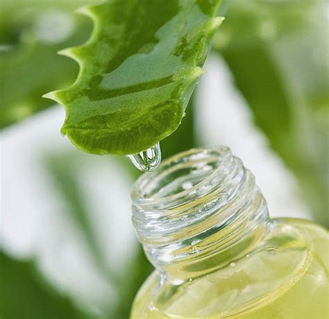 Aloe vera is a type of succulent plant belonging to the aloe family, and it resembles some types of cacti. Beauty Spot: Aloe Vera - A Wonder Herb For Skin