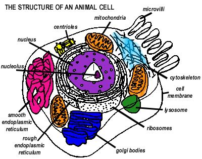 Draw and label the animal cell. Animal Cell Diagram Labeled For Kids - ClipArt Best
