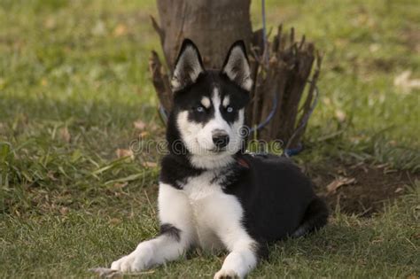 Husky Laying In The Grass Stock Image Image Of Siberian 49513359