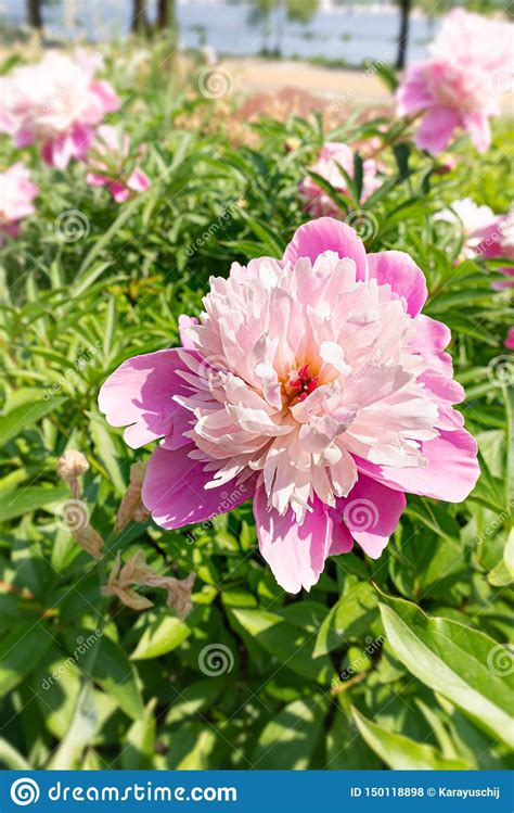 Pink Peony Or Paeony In The Park Stock Photo Image Of
