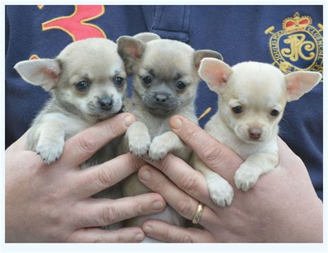Apple Head Chihuahua Puppies For Sale Free Classified Ads In Uk Buy
